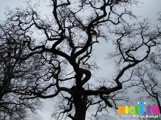 SX22056 Silhouette of gnarly tree branches